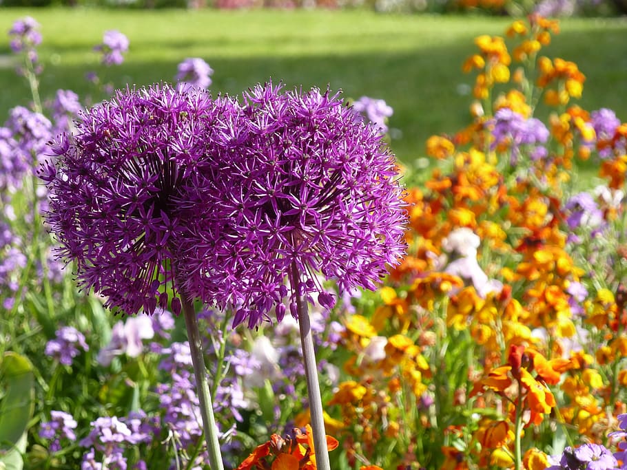 flowers, alium, violet, flowering plant, freshness, vulnerability, HD wallpaper