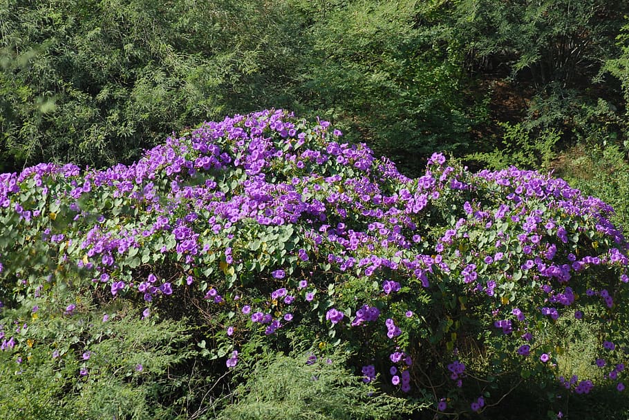 bell, purple, flora, plant, flower, flowering plant, beauty in nature HD wallpaper