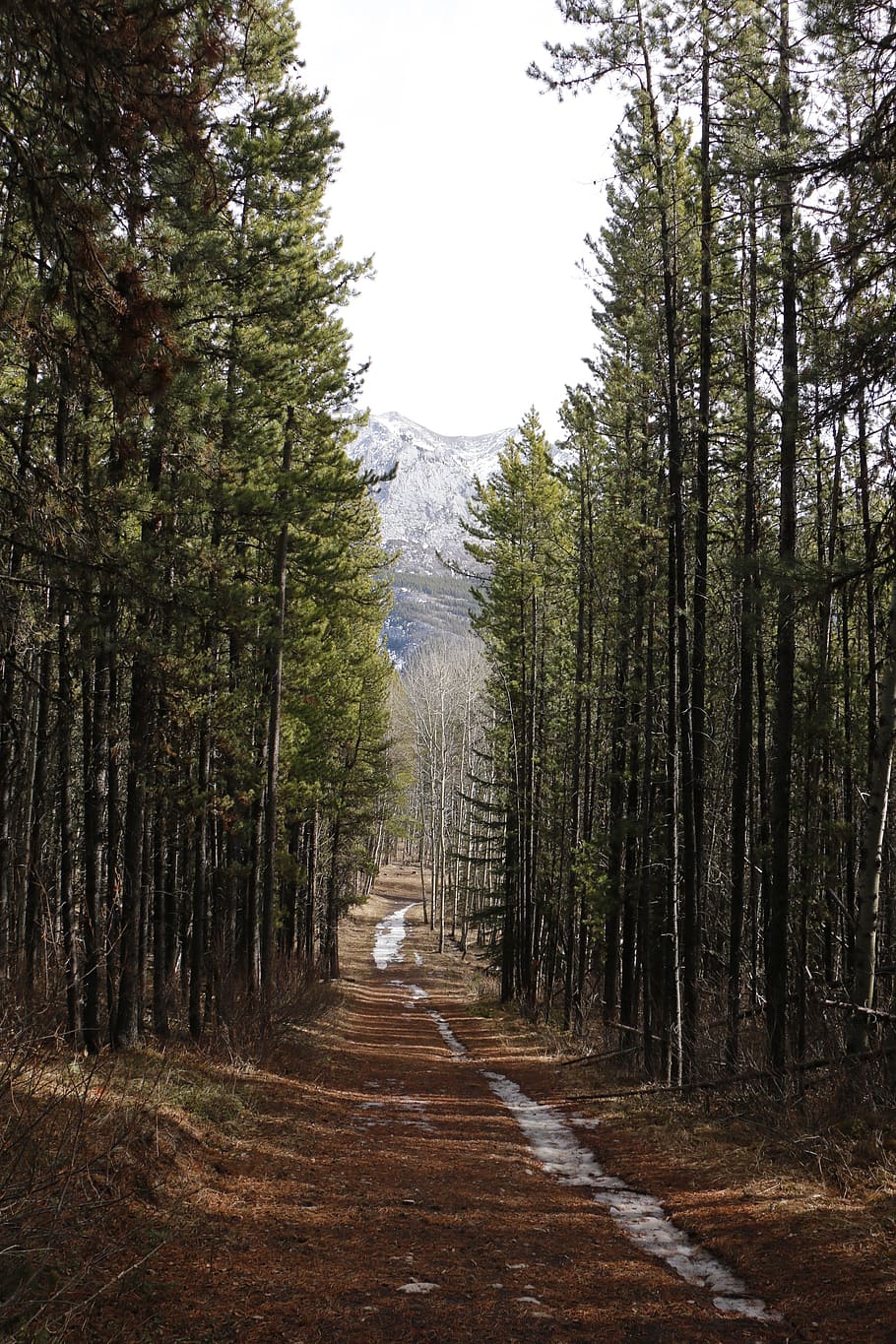 forest road, path, nature, landscape, green, tree, outdoor HD wallpaper