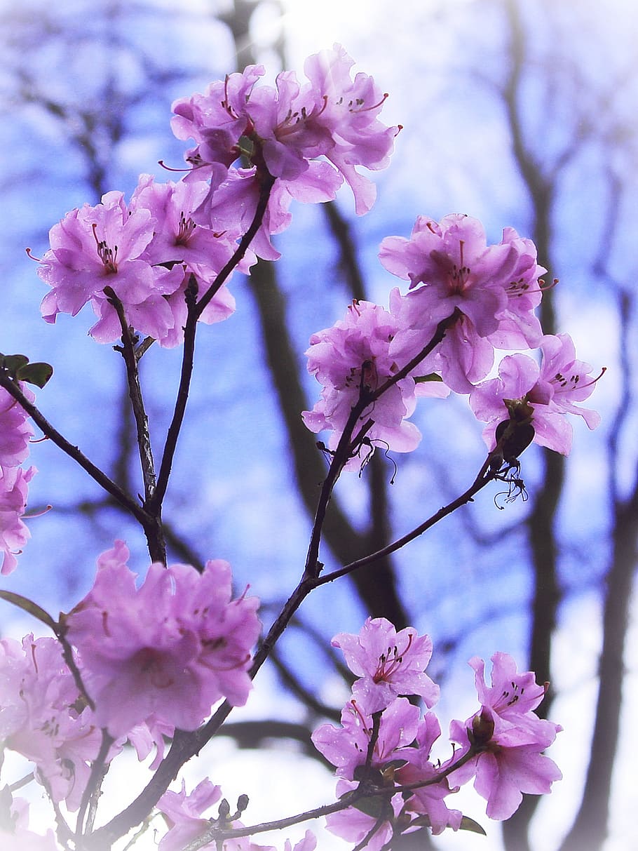 selective focus photography of purple petaled flower, flowers HD wallpaper