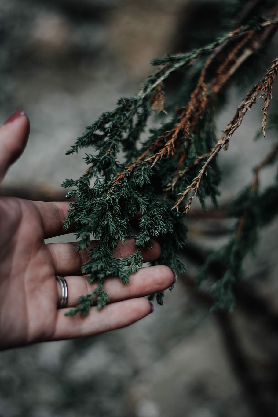 person holding green leafed plant, person touching green leaf in tilt shift lens photography HD wallpaper