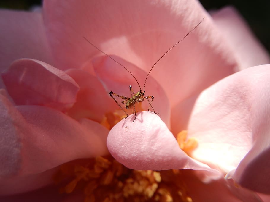 insect, macro, grasshopper, flower, flowering plant, invertebrate HD wallpaper