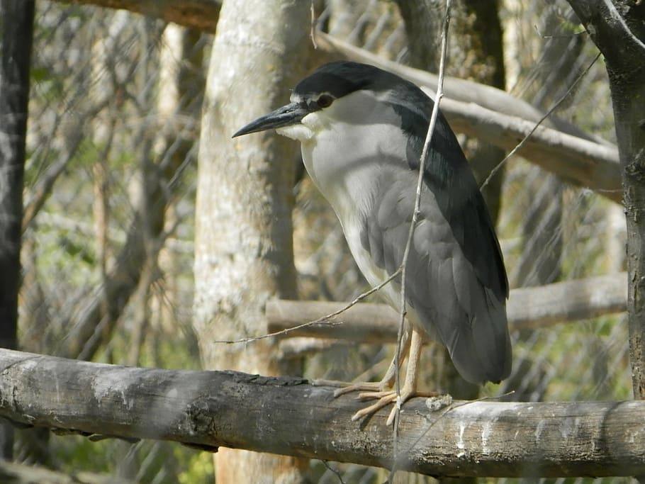 night heron, bird, zoo, animals in the wild, animal wildlife HD wallpaper