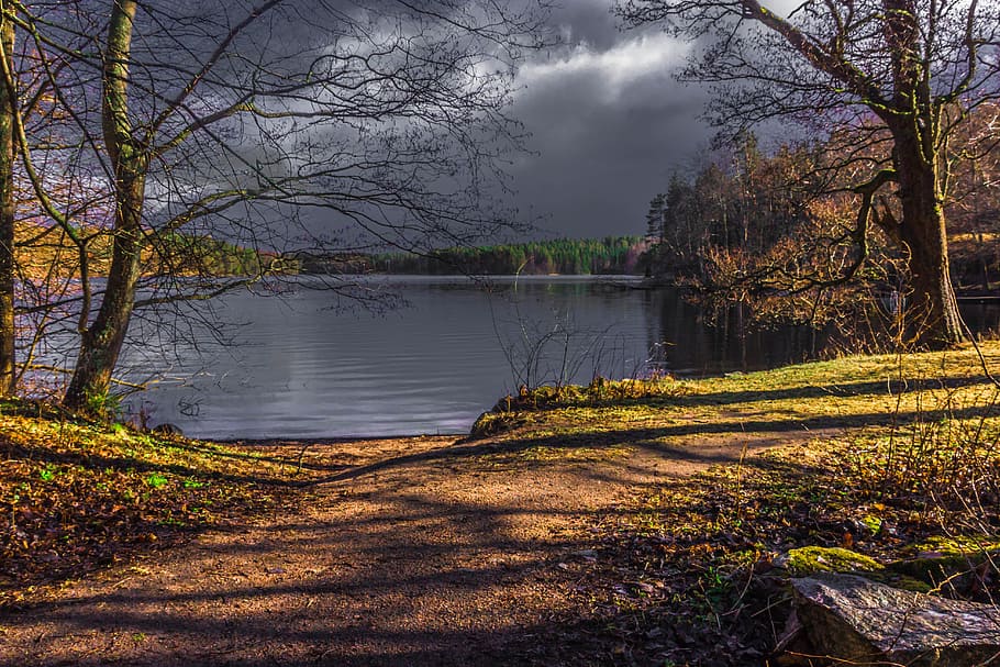 nature, spring, tree, landscape, water, plant, beauty in nature HD wallpaper