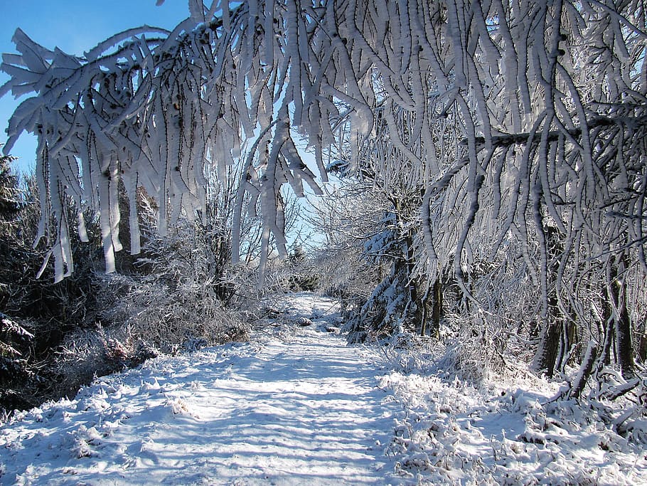 winter, forest, snow, landscape, tree, winter in the mountains HD wallpaper