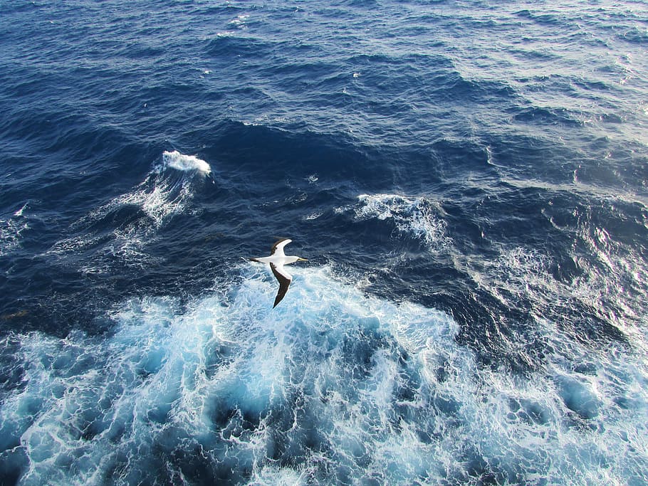 seagull, bird, ocean, water, one person, motion, high angle view HD wallpaper