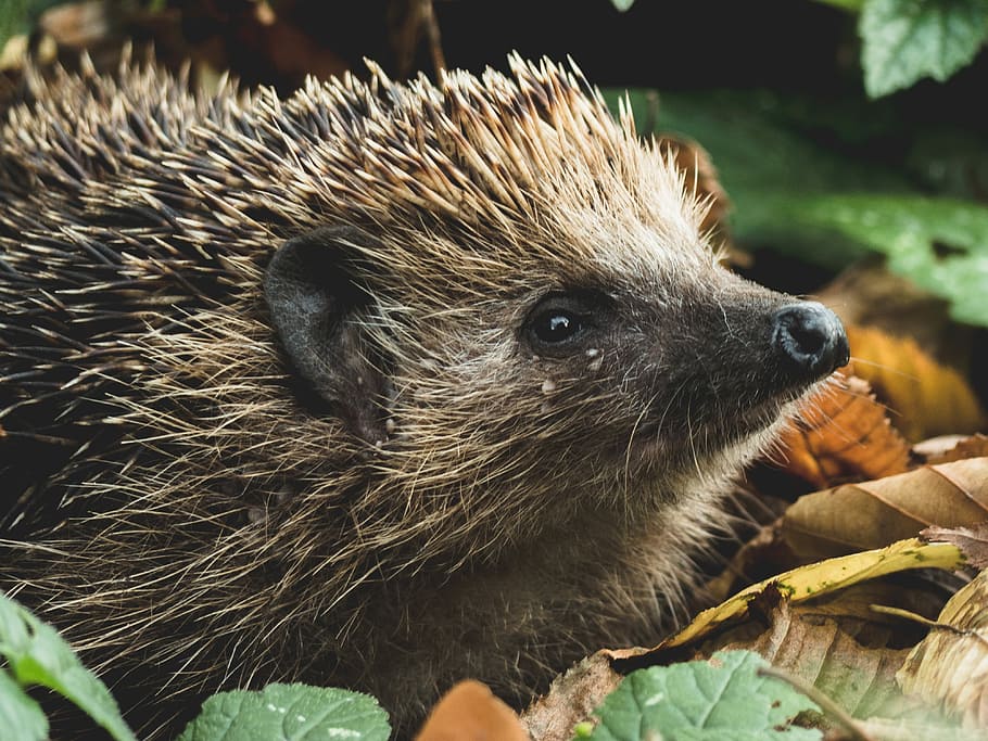 brown hedgehog on dried leaves, black hedgehog on pile of green leaves during daytime HD wallpaper
