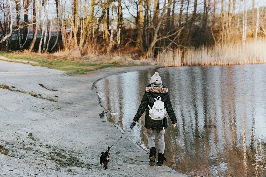 A walk by the lake, water, dog, swan, outdoors, people, child