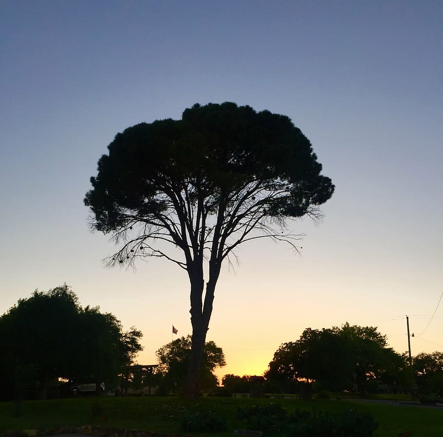 dusk, evening, park, tree, green, grass, sky, plant, sunset HD wallpaper