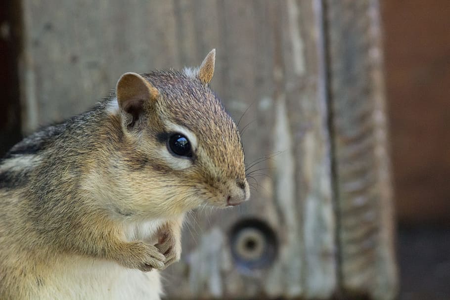 chipmunk, wildlife, deck, porch, rodent, fur, cute, nature HD wallpaper