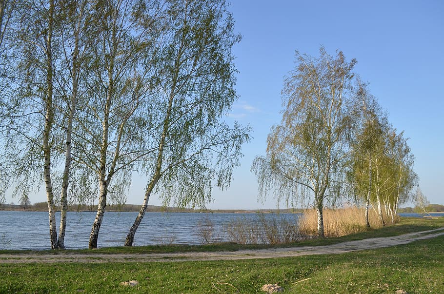 nature, spring, lake, road, birch, plant, tree, water, tranquility HD wallpaper