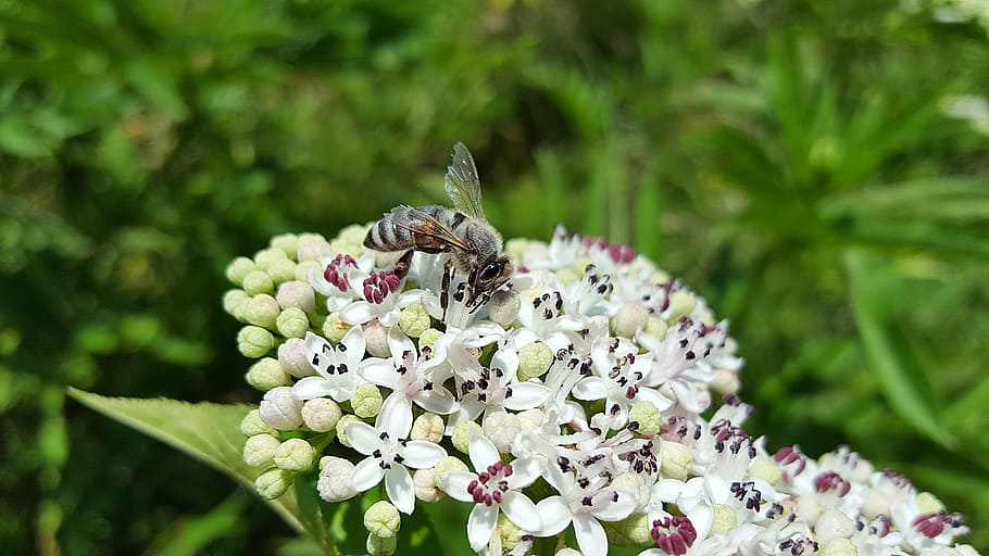 bee, honey bee, anthophila, insect, pollen, collect, sambucus ebulus, HD wallpaper