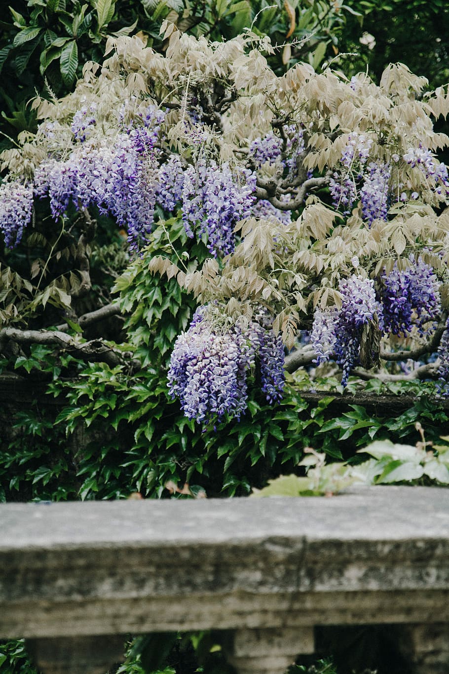 photo of white and purple flowers, purple leafed plant, bush HD wallpaper