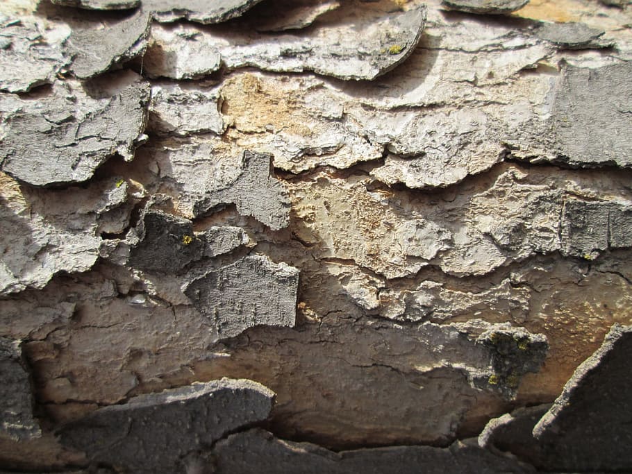 tree bark, texture, nature, vegetation, background, backgrounds HD wallpaper
