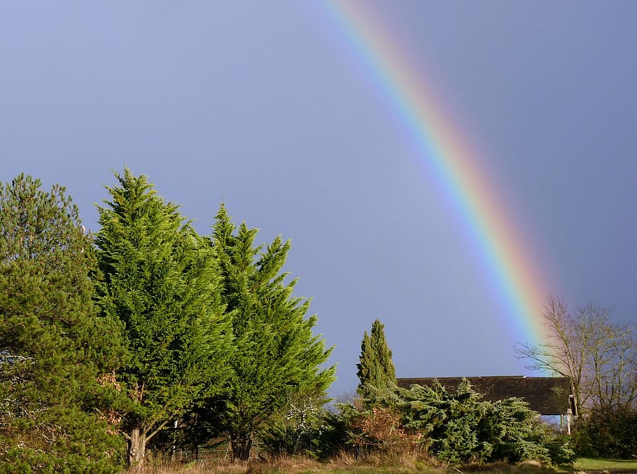 green leafed trees under rainbow, nature, colors, sky, rainbow color palette HD wallpaper