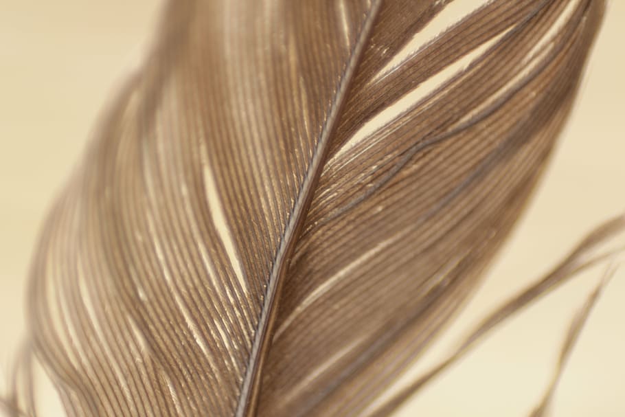 brown feather, closeup, photo, feathers, plumage, texture, pattern HD wallpaper