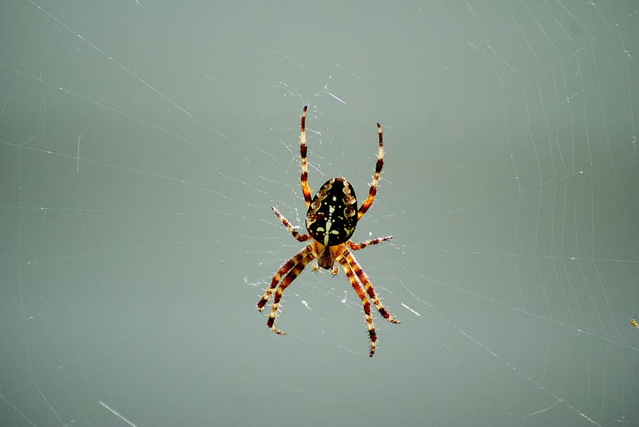 spider, cobweb, nature, insect, arachnid, network, macro, spider's web HD wallpaper