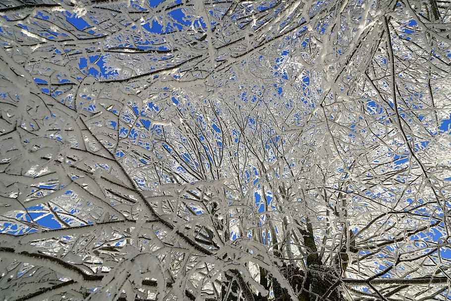 tree, hoarfrost, branch, iced, crystal formation, snowy, eiskristalle HD wallpaper