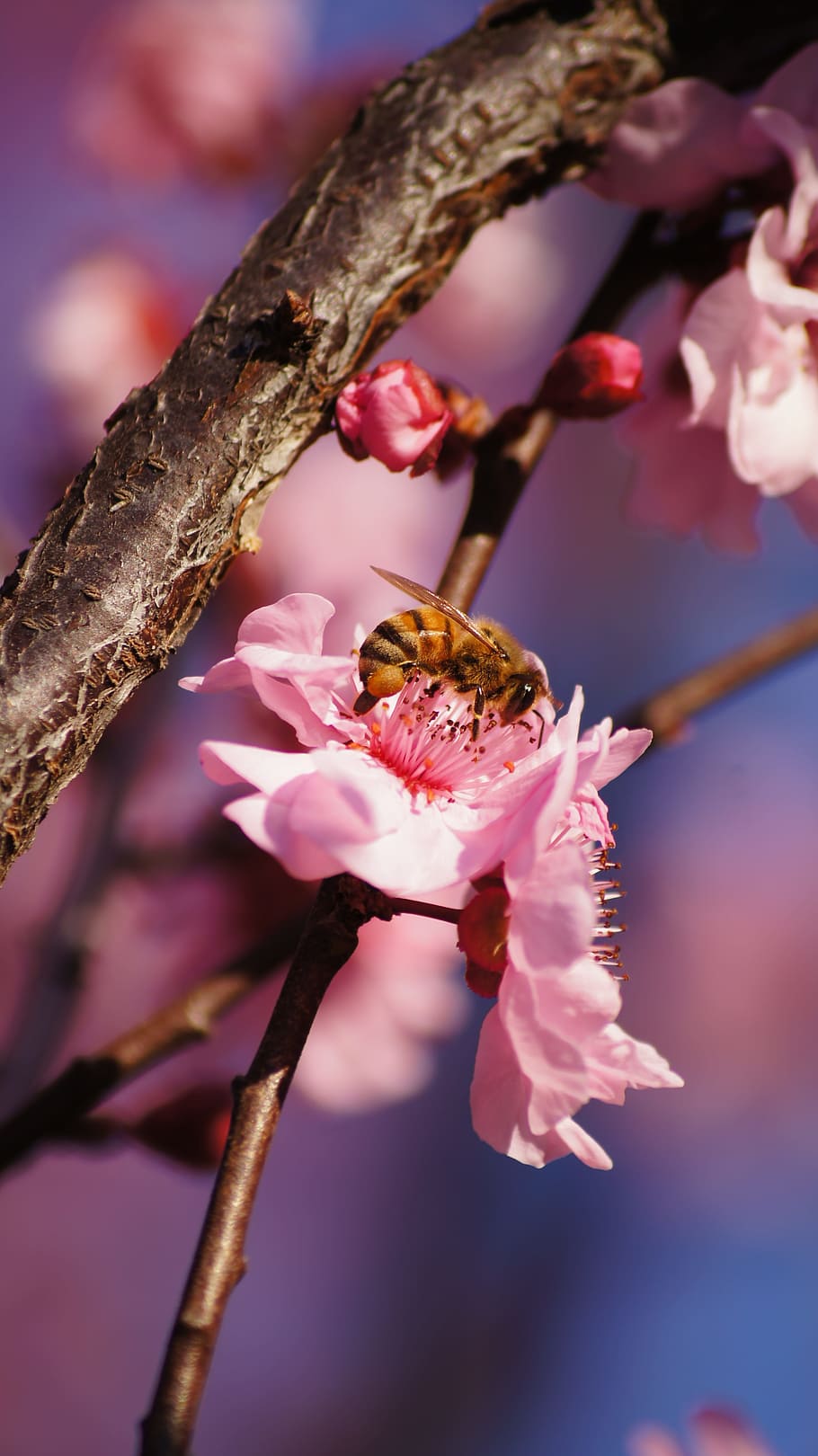 bee, pink flower, bokeh, macro, flowering plant, freshness HD wallpaper