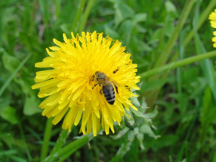 dandelion, flower, nature, spring, animal themes, yellow, flowering plant HD wallpaper