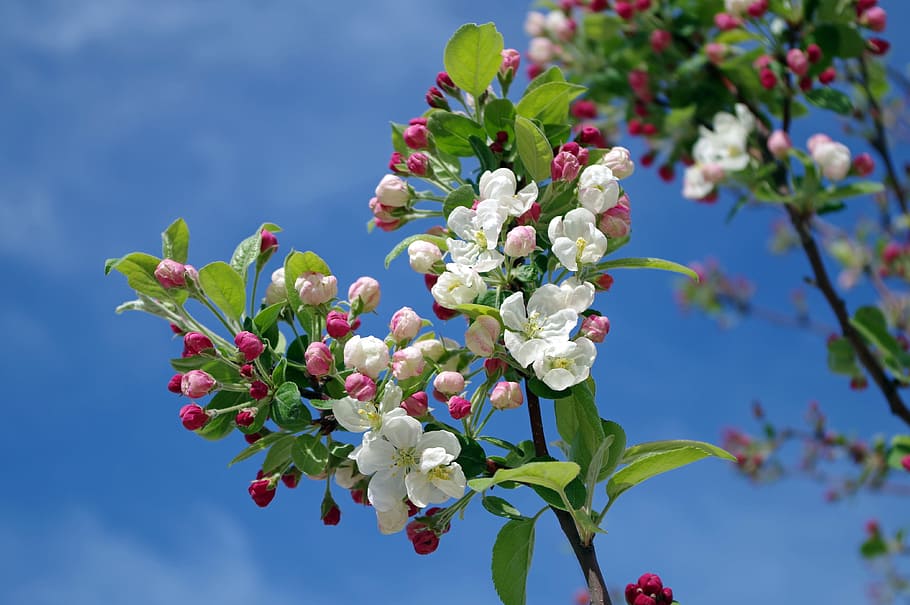 white and pink apple blossoms, flower, tree, branch, spring HD wallpaper