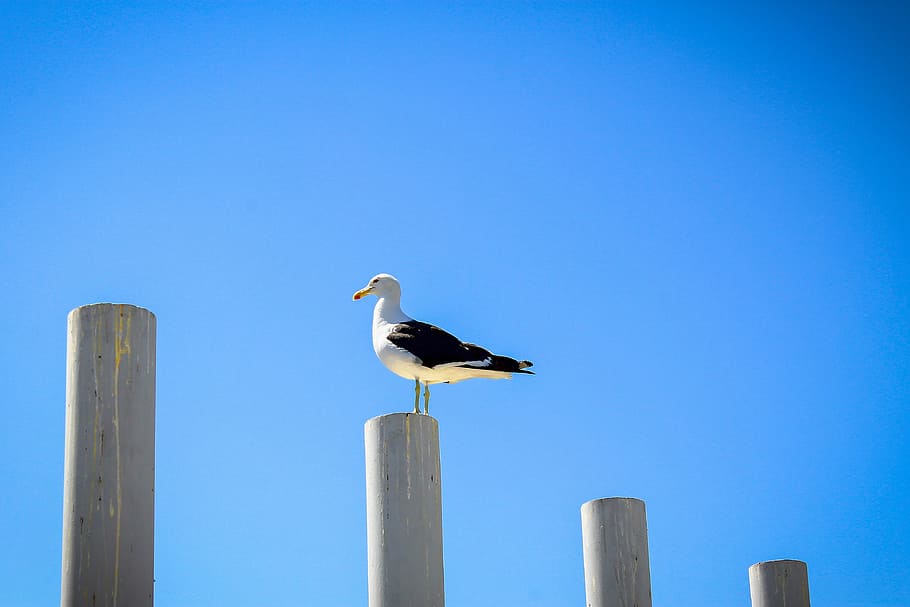 ave, sky, seagull, bird, los vilos, bird watching, animal themes HD wallpaper