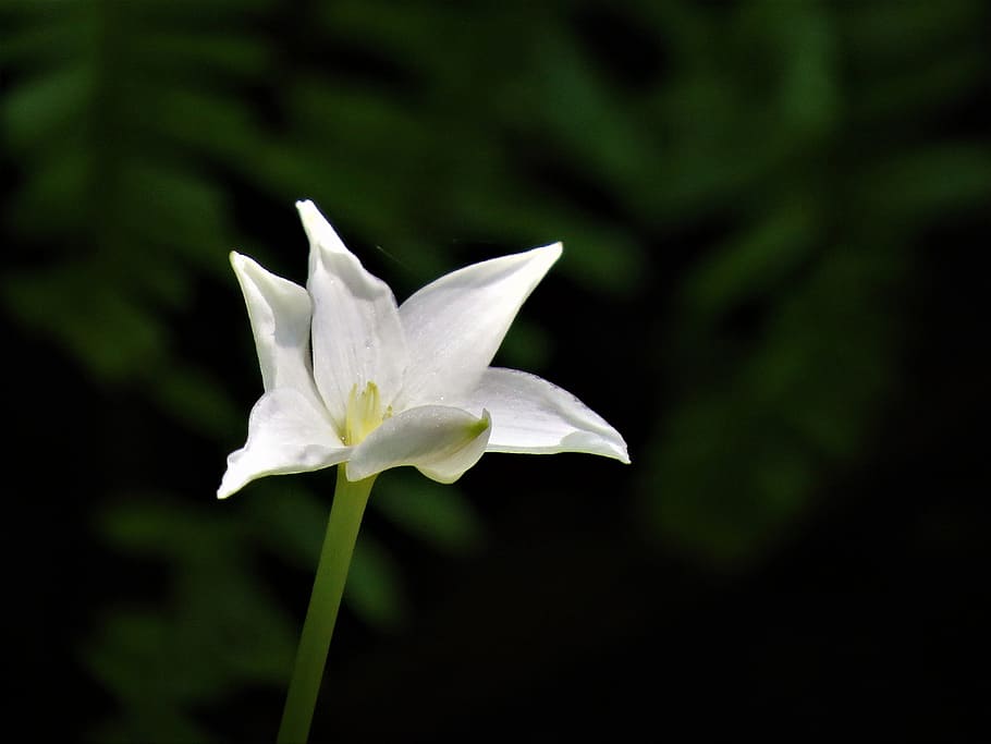 flower, white, wildflower, tiny, flowering plant, fragility HD wallpaper