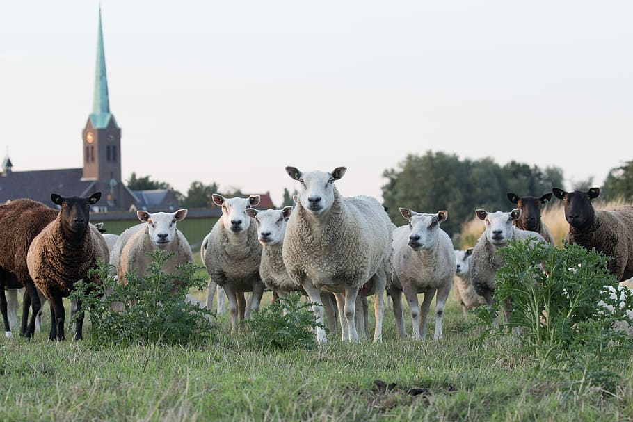 white and brown sheep on lawn grass, flock of lamb, staring, pasture HD wallpaper