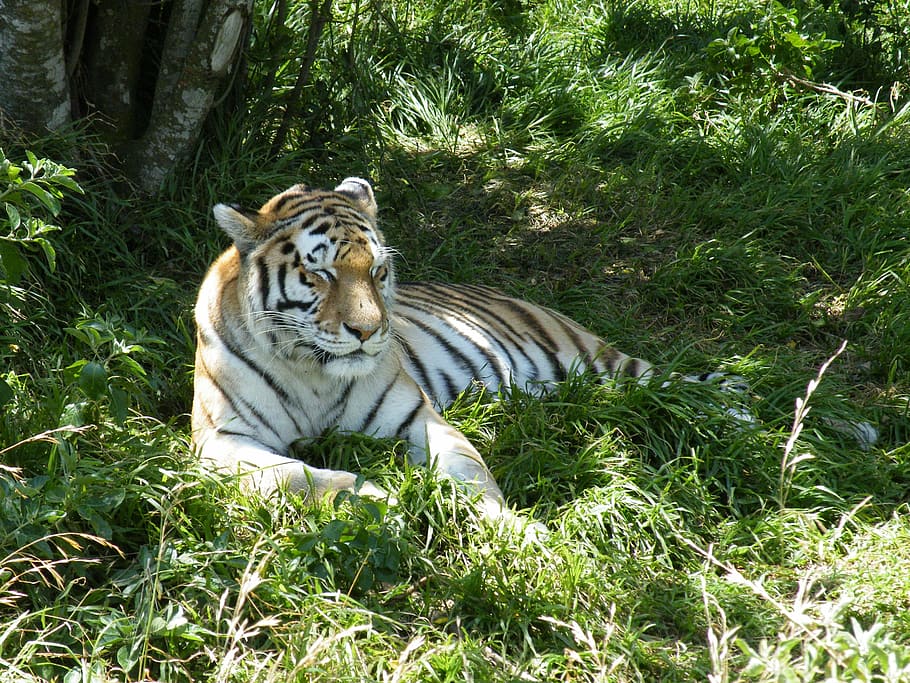 tiger, animal, predator, cat, wildlife, nature, wild animals HD wallpaper