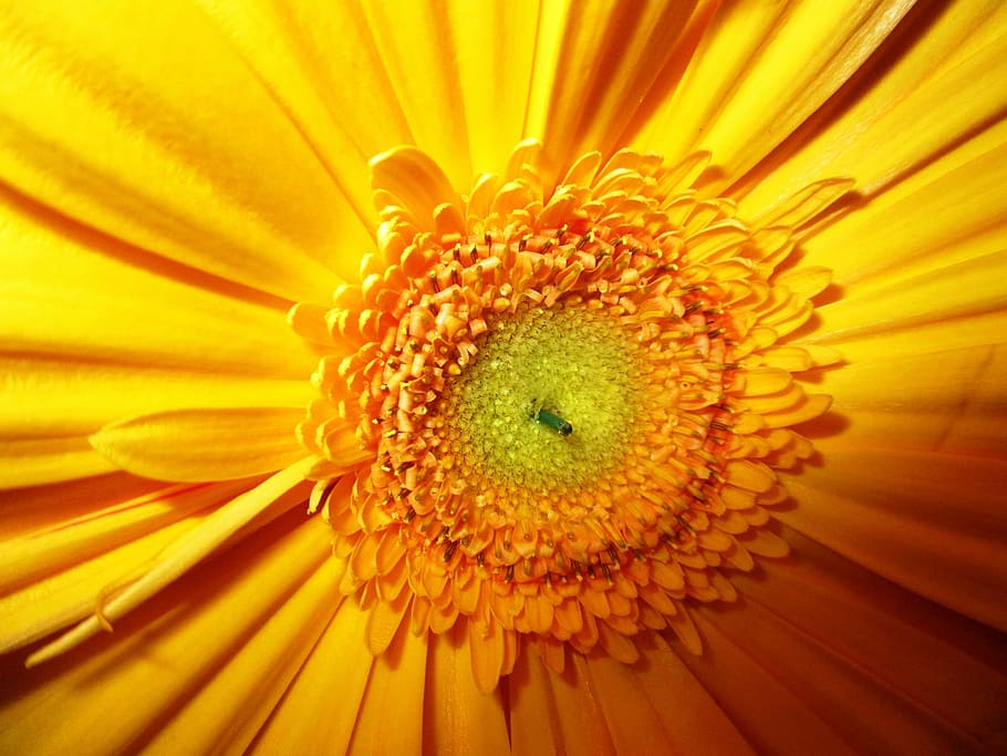 gerbera, flower, blossom, bloom, yellow, flowering plant, flower head HD wallpaper