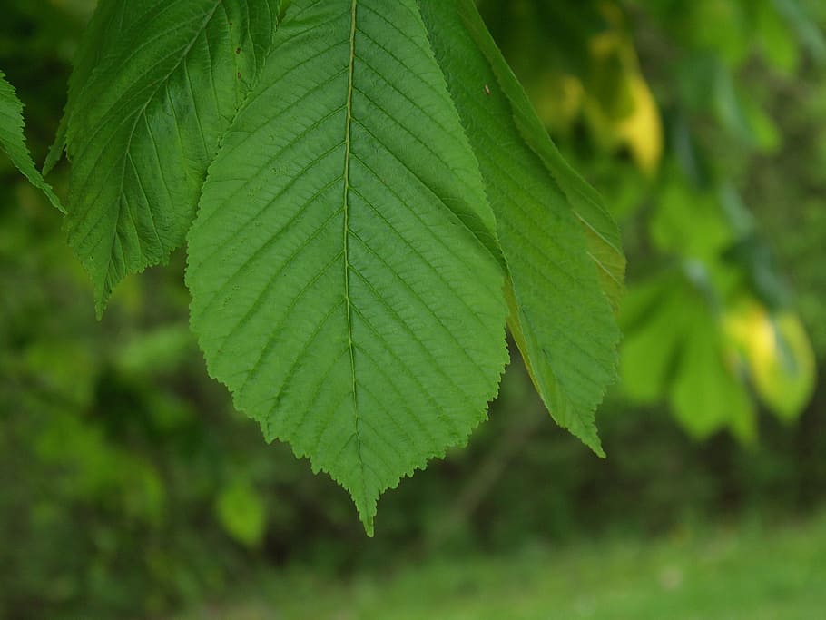 leaves, beech, forest, tree, nature, green, leaf, plant part HD wallpaper