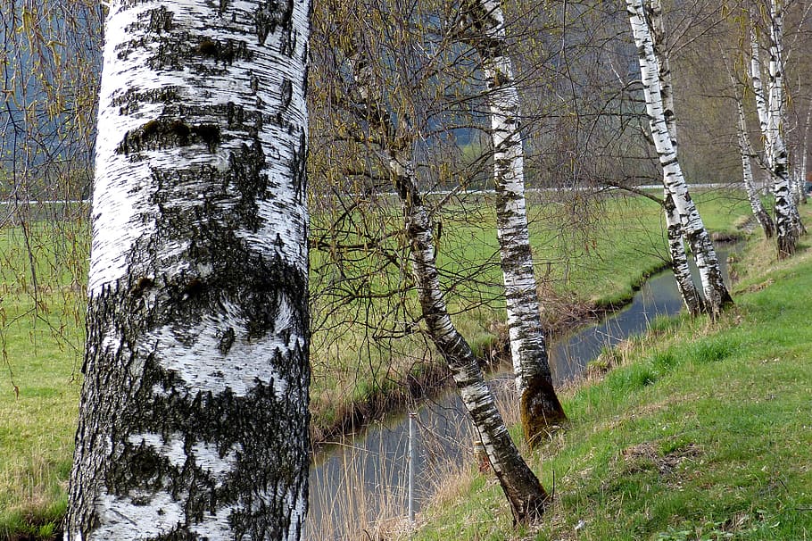 birch, waters, trees, tree trunk, plant, land, forest, no people HD wallpaper