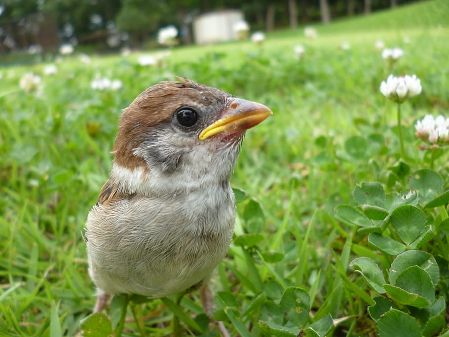 Bird, Sparrow, Cute, Grass, animal themes, animals in the wild HD wallpaper