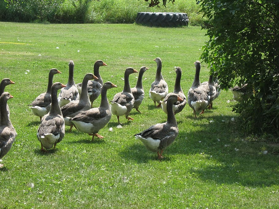 geese, farm, flock, group of animals, plant, grass, bird, vertebrate HD wallpaper