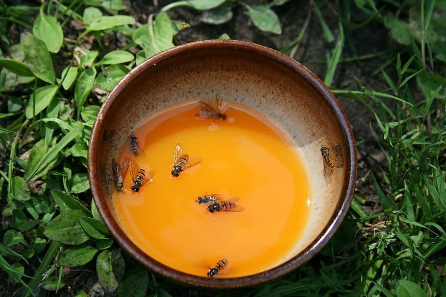 cup, juice, fly, death, swim, bees, high angle view, plant HD wallpaper