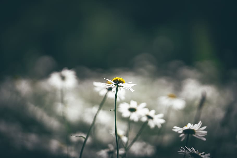 selective focus photography of white daisy flower, bloom, blossom HD wallpaper