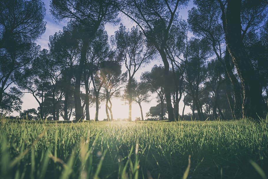low angle photo of green grasses under trees at golden hour, low angle view photography of trees HD wallpaper