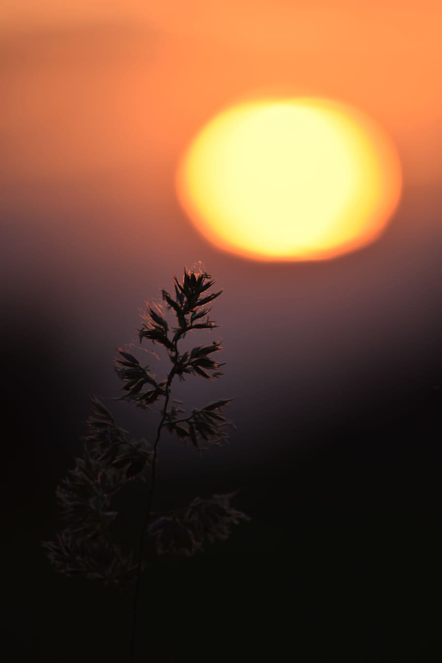 the sun, sunset, sky, clouds, west, light, evening, grass, nature HD wallpaper