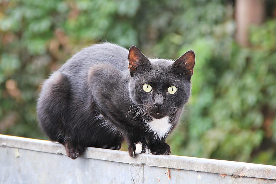 black cat on wall, pet, fence, cat's eyes, balance, mieze, guard HD wallpaper