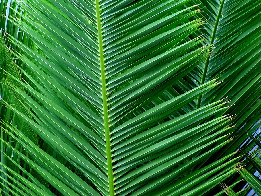focus photo of green leafed tree, palm, tropical, coconut, flora HD wallpaper