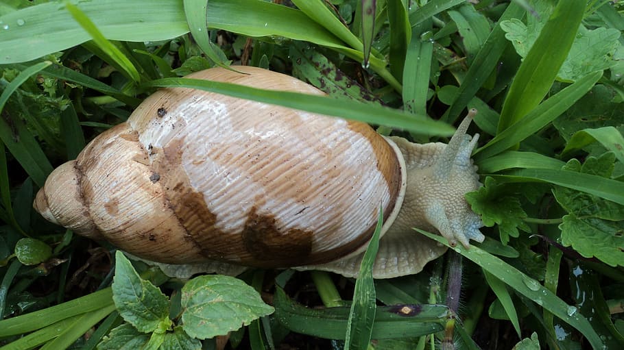 conch, snail, mollusk, shell, leaf, plant, plant part, green color HD wallpaper