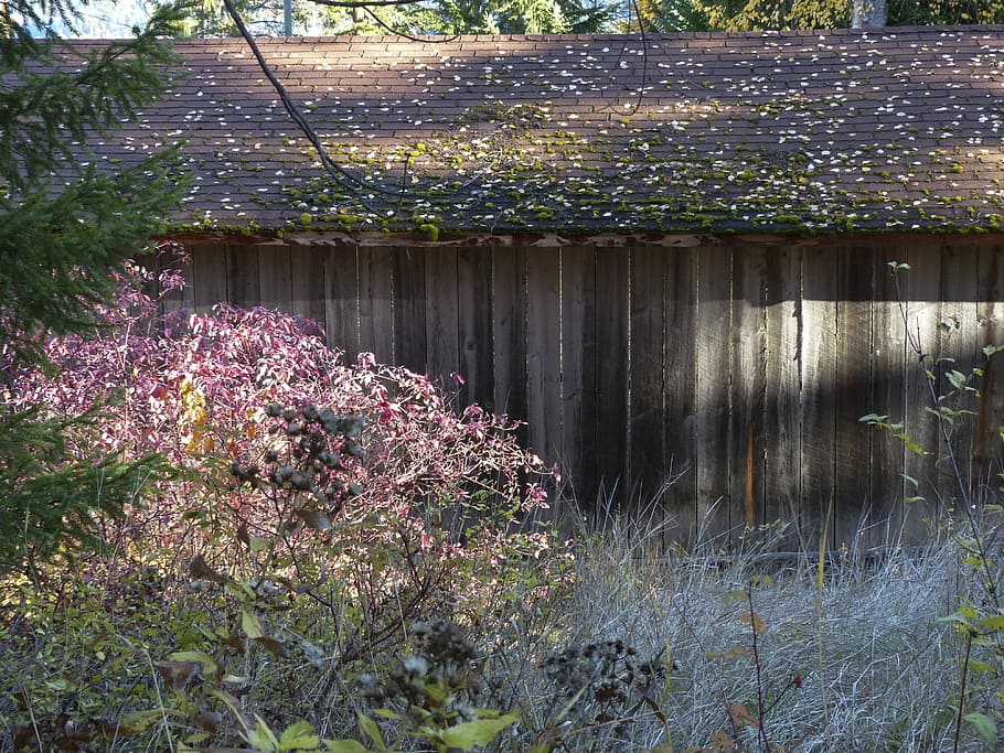 HD wallpaper: Old, Wooden, Shed, Moss, Covered, Roof, moss covered