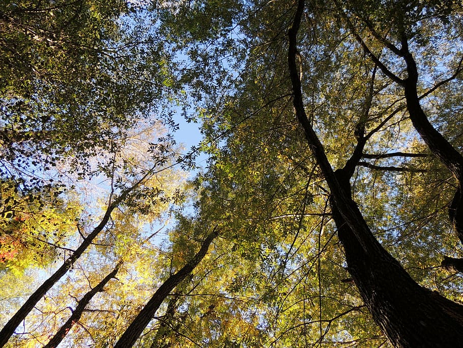 treetop, canopy, forest, trees, autumn, nature, plant, low angle view HD wallpaper