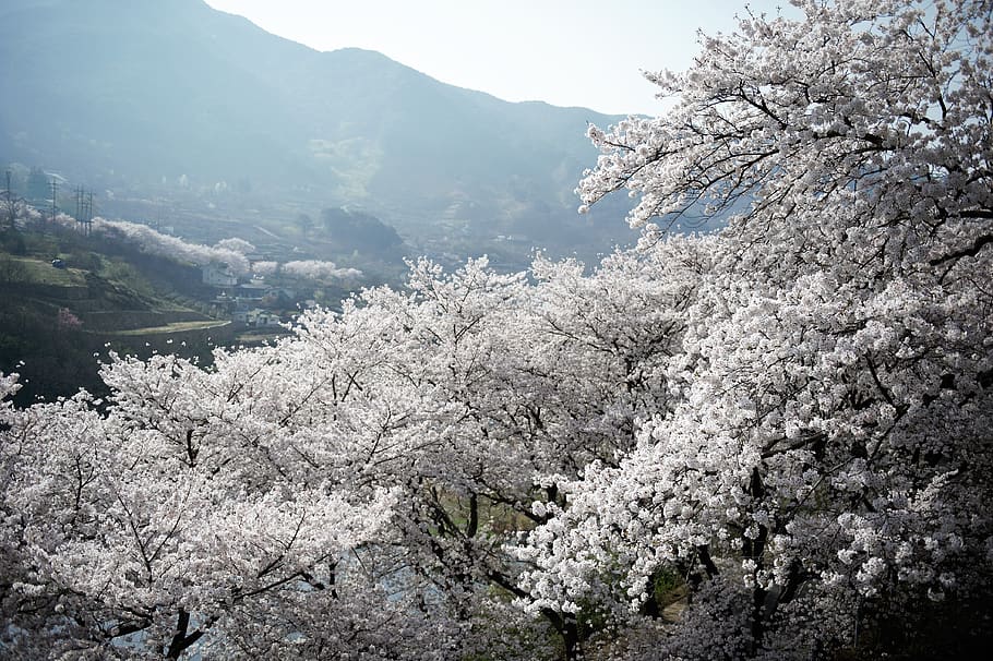 nature, cherry blossom, jiri, beauty in nature, tree, plant HD wallpaper