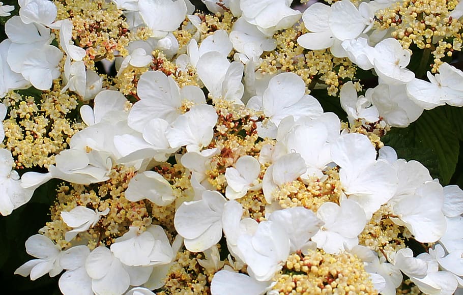 flower, flowers, hydrangea, climbing, leaves, farbenpracht HD wallpaper