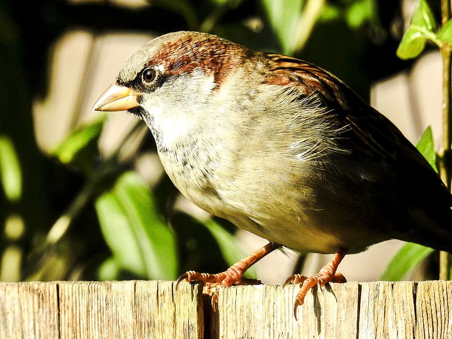 house sparrow, sperling, bird, songbird, garden bird, nature, HD wallpaper