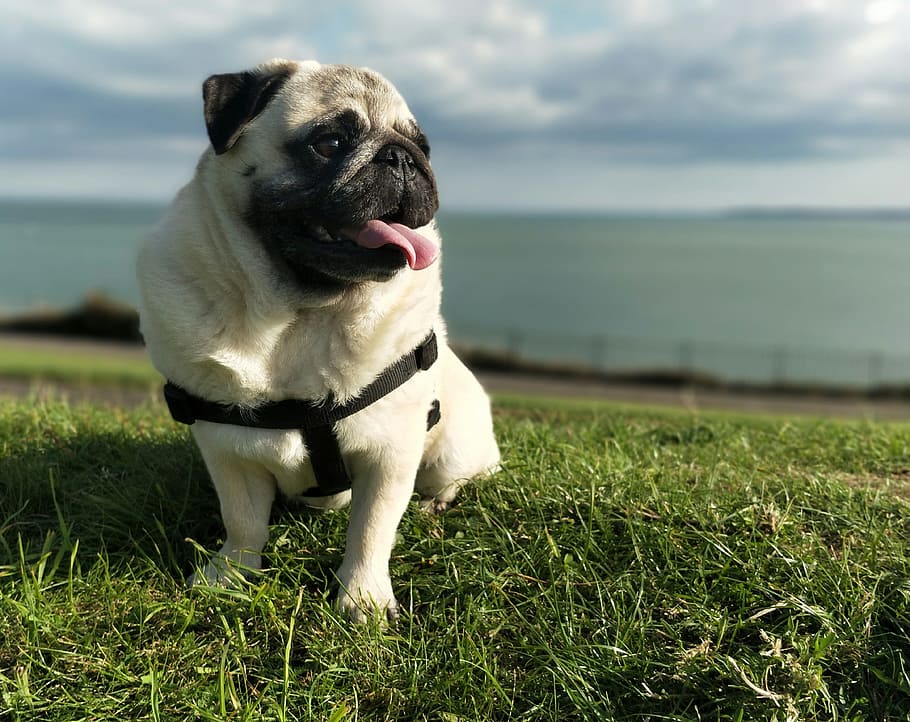 pug, pugs, dog, pose, portrait, animals, pet, cute, grass, sky HD wallpaper