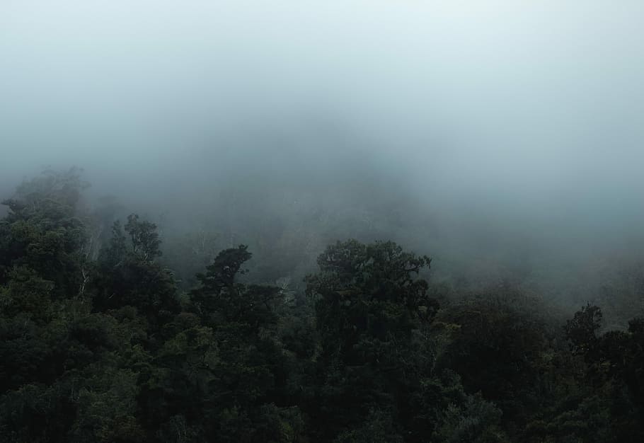 green leafed trees with fogs, forest, cloud, mist, misty, plant HD wallpaper