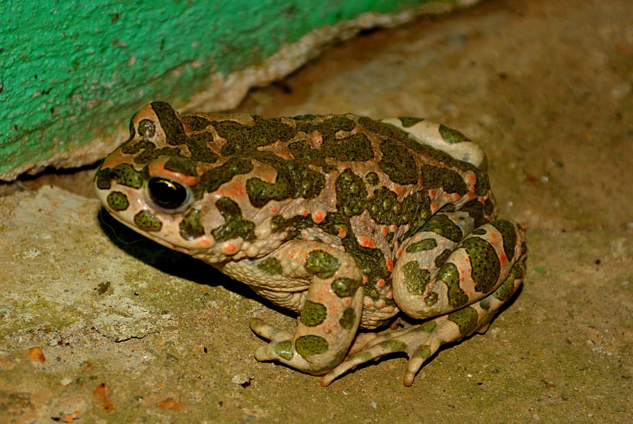 frog, green, amphibian, animal, nature, wildlife, toad, animal themes HD wallpaper