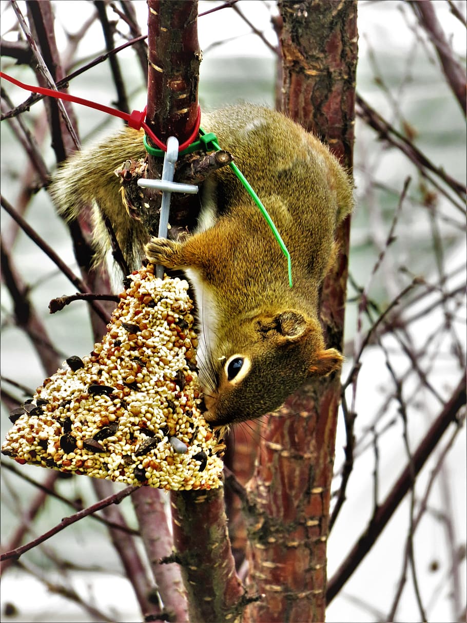 squirrel, seeds, bell, nature, wild, animals, tree, forest HD wallpaper